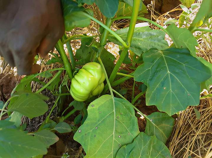 Import variété légumes tropicaux rares Île-de-France