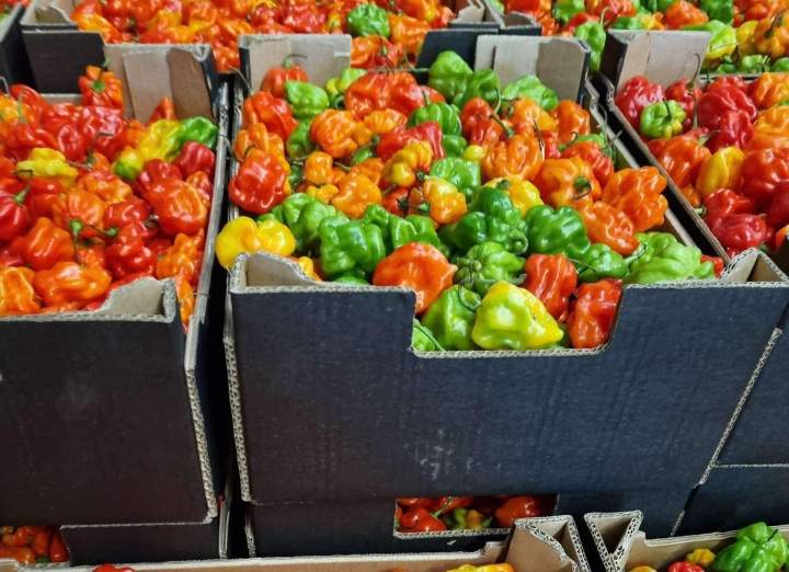 Saveurs intenses et épices variées pour professionnels