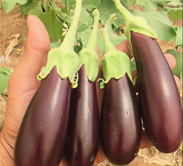 Distributeur aubergines Île-de-France