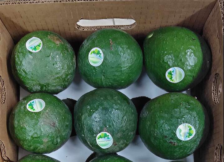 Import et distribution avocats tropicaux Île-de-France