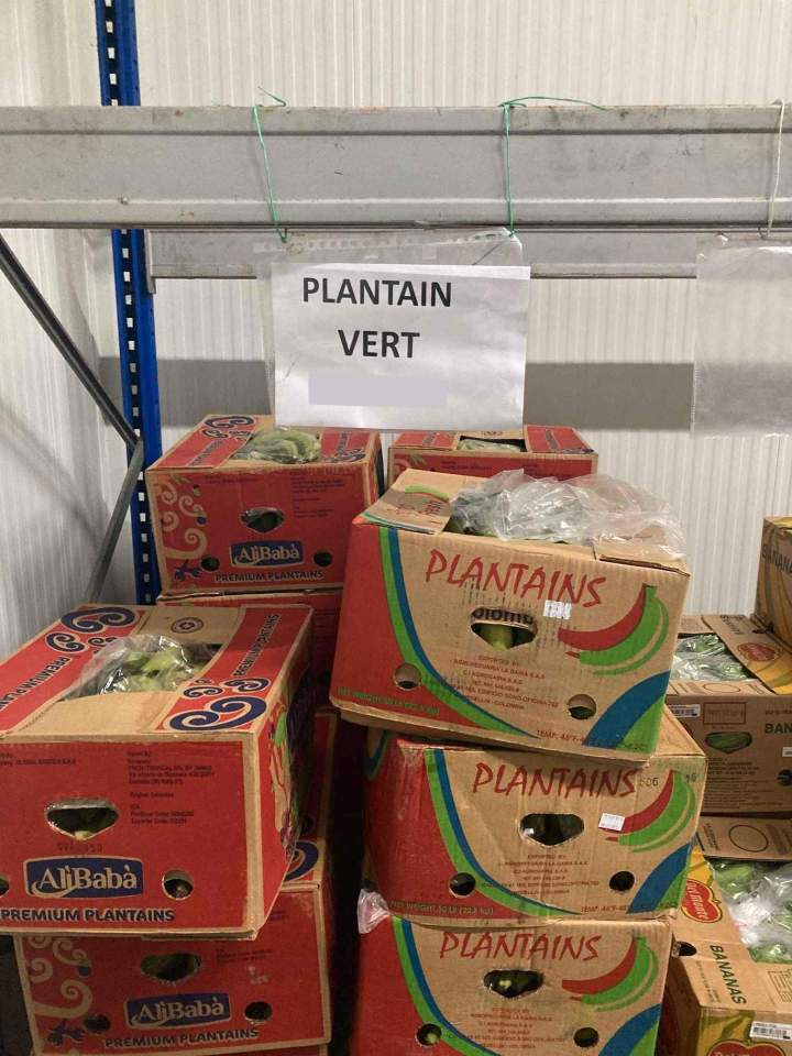 Grossiste plantain vert Île de France