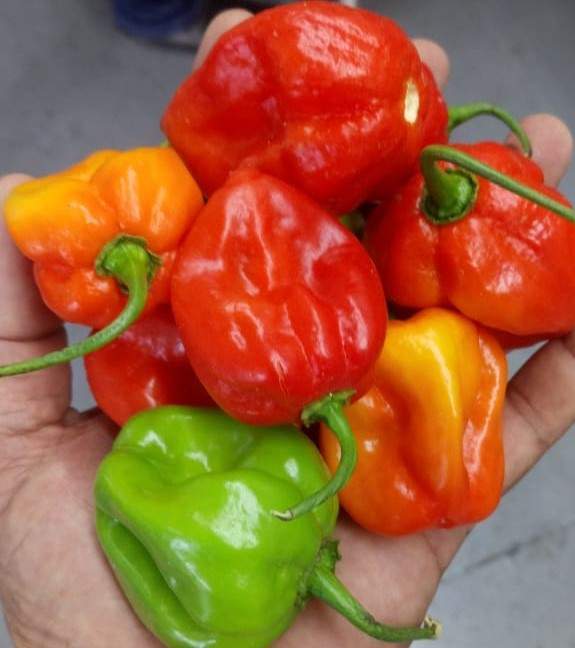 piment Habanero